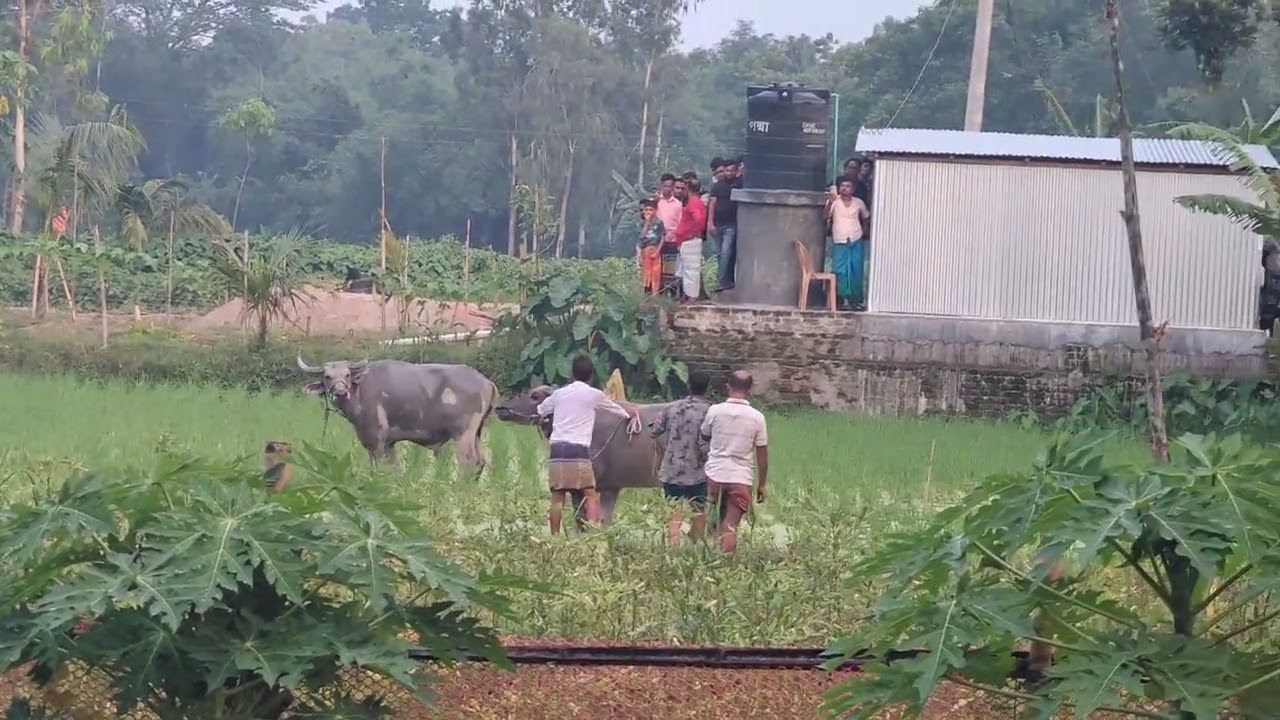 কোরবানির পাগলা মহিষ যখন ছুইটা যায় || অনেক বিপদজনক একটি ব্যাপার। কুরবানির গরু-মহিষ হইতে সবাই সাবধান।