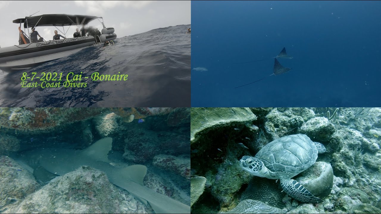 Boot duik met East coast diving, Bonaire 8 juli 2021 YouTube