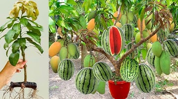 Unique Technique  for Grafting Mango Tree In Watermelon With Banana & eggs Fruits