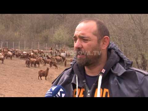 Video: Si Të Shpëtojmë Nga Mizat Në Një Hambar? Si Të Helmoni Mizat Në Një Hambar Me Lopë Dhe Kafshë Të Tjera? Si Të Përpunoni Mjetet Juridike Popullore Në Shtëpi?