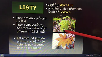 Jaké rostliny zdobí květináč?