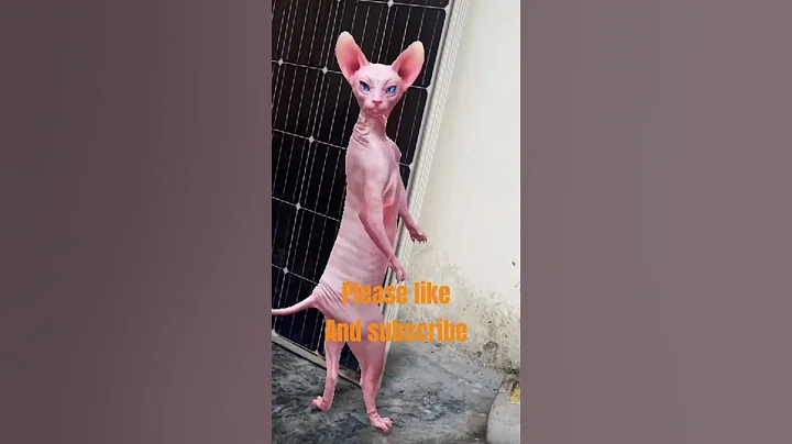 Video 10655501: sphynx cat cute dance, cutekitten, funnycats, cutecat, kitten