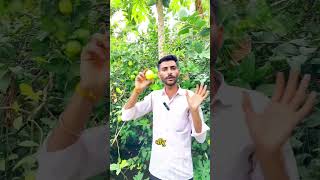 "ये कागजी नींबू नहीं है! 🍋 इसकी असली पहचान जानकर आप भी चौंक जाओगे। #Part2" 🔥#Nimbu #LemonFarming