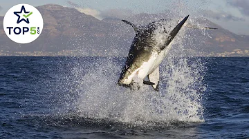 18 Deadly Animals More Likely To Kill You Than Sharks