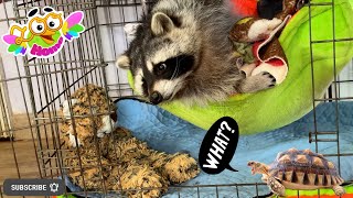 The Mysterious Marcel the Raccoon: Great Zookeeper