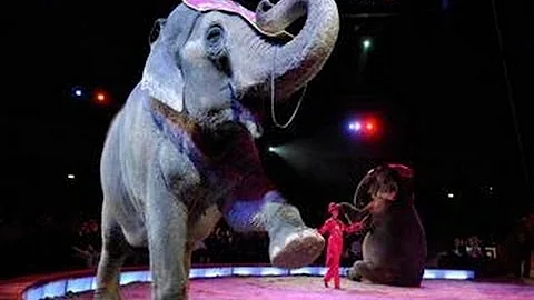 Raus aus der Manege - Wildtierverbot im Zirkus | Politik direkt
