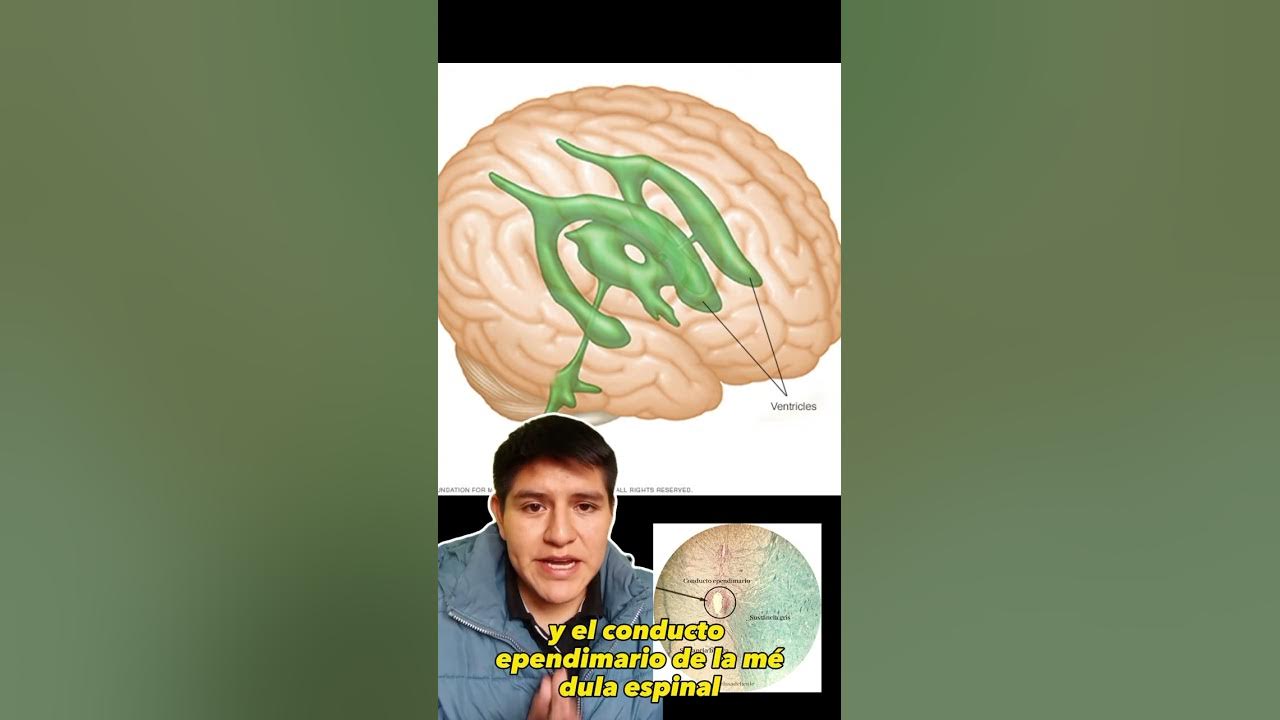 CÉLULAS EPENDIMARIAS EPÉNDIMO YouTube