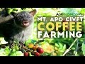 Mt. Apo Civet Coffee Farming : Civet Coffee Farming in the Philippines | Agribusiness Philippines