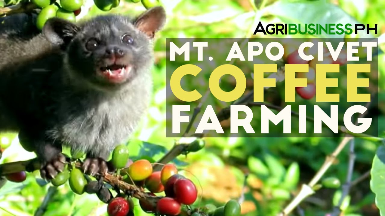 Mt Apo Civet Coffee  Farming Civet Coffee  Farming in the 