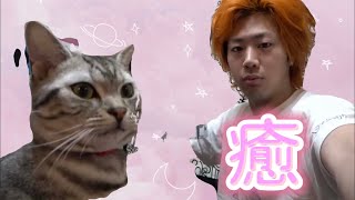 【ゆる動画】“猫”集【東海オンエア】