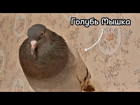 Помните пристроенных голубей? Голубь Мышка живёт в любви и заботе - YouTube