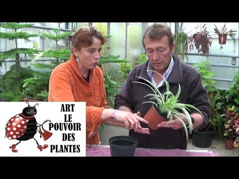 Vidéo: Tailler les feuilles des plantes araignées : comment tailler une plante araignée