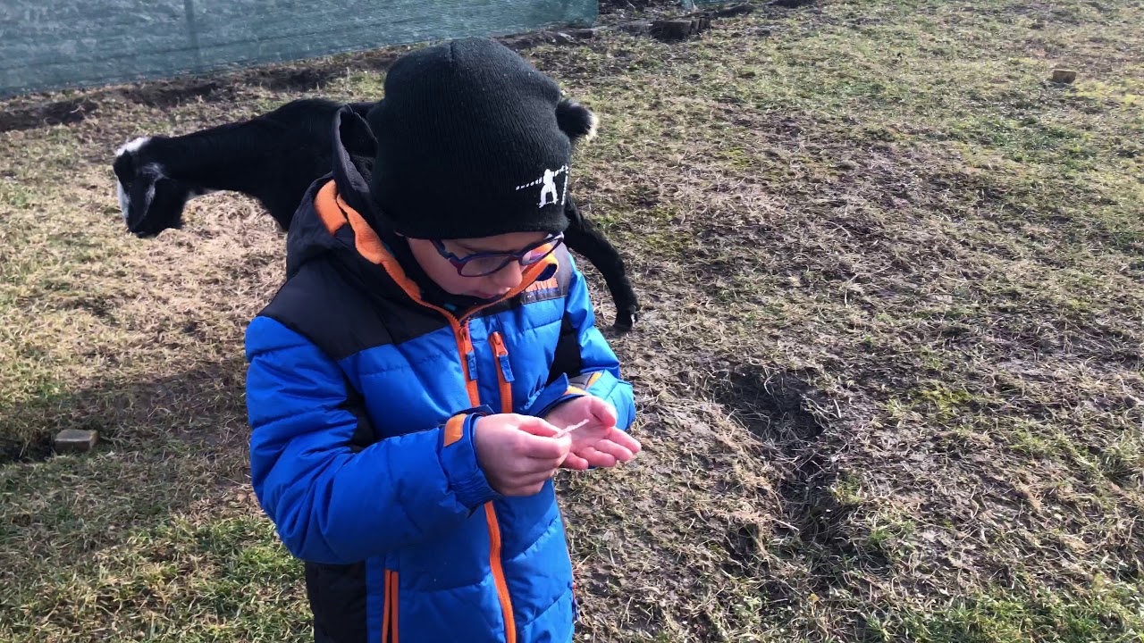 Kozicky relaxujú ( goats relax )