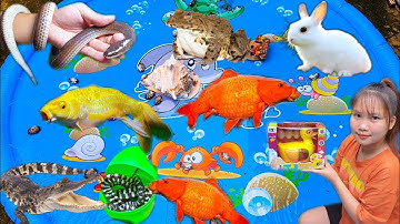 Tổng Hợp Thỏ Vlog Bắt Cá Vàng Trong Bể, Con Ếch, Con Chuột, Con Gà Con