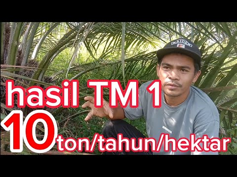 Video: Apa yang dimaksud dengan dimensi jarang tm1?