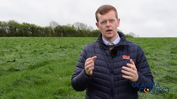 Advice on Dock Weed Control in grass by James Meade Glanbia