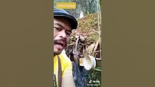 beuger Mindo as puber kedua