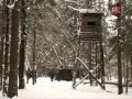 Зимняя охота на кабана в Кирейково