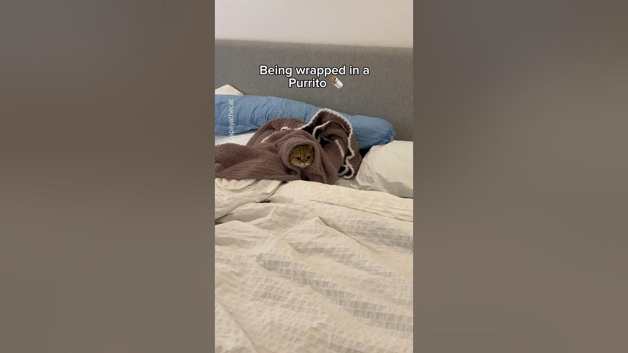 Where do cats like to hide? 🤨 cat YouTube