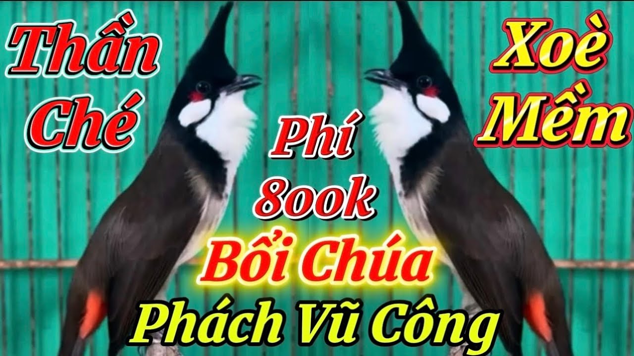 27/2-Siêu Phẩm Bổi Chúa Avi/Phách Chơi Siêu Gấu Chó-Máy Ché Hàng Đầu Đàn/Bổi Vip Máy Lật Cầu Tốc Độ