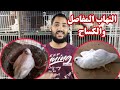الحمام بيعرج او بيوقف علي رجل واحده وكساح النتي بعد ماتبيض وكساح الزغاليل والسالمونيلا المفصليه 