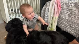 Bernese Mountain Dog Teaches Baby To Stand For The first Time by Benny Berner  8,730 views 1 year ago 55 seconds