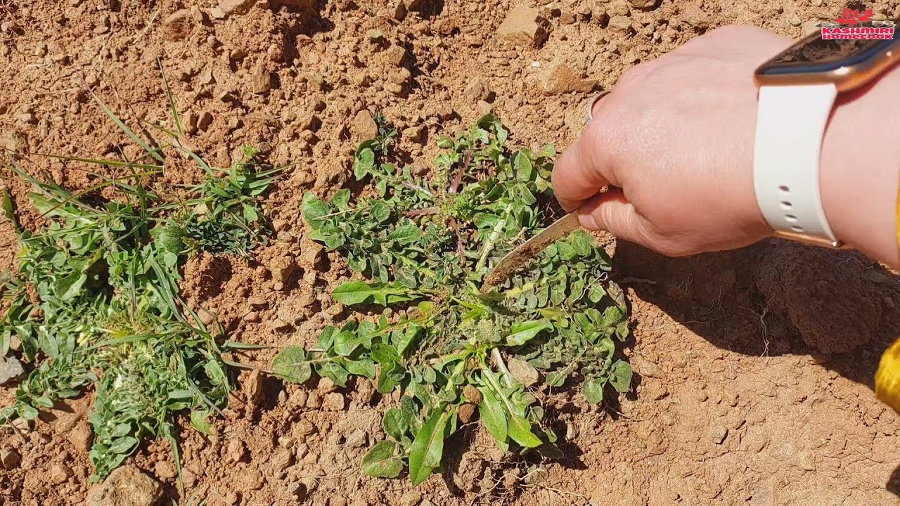 hundh te maaz // mountains say khud  nikal kur layi // dandelion meat recipe // hund aur mutton