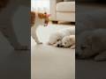 Cat Family Joins Dog Mom&amp;Puppy—Nap Pile 붙어서 꿈나라 🐶🐱💤
