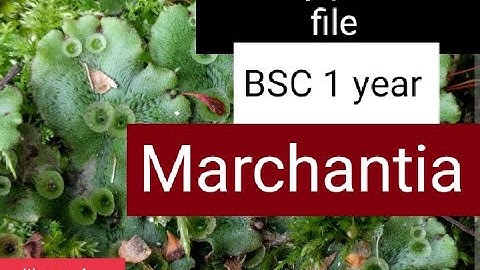 Marchantia (Bryophyta) #Classification and #comment#Botany practical #Bsc 1 year#