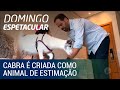 Cabra é criada como animal de estimação no litoral de SP; conheça!