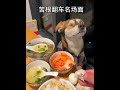 Bitter Root crash scene blind dog sniffs treats