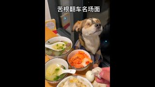 Bitter Root crash scene blind dog sniffs treats