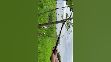 Tôi làm con dao quắm phát rẫy bằng thép chốt xích xe tăng chặt cây như chặt chuối vậy