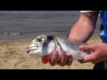 Italian Fishing TV - Colmic - Surfcasting a Mondragone