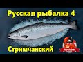 Русская рыбалка 4. Воскресный троллинг стрим. Лосось Атлантический.