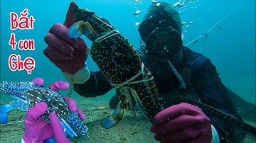 Lặn biển bắt hải sản được nhiều ghẹ xanh
