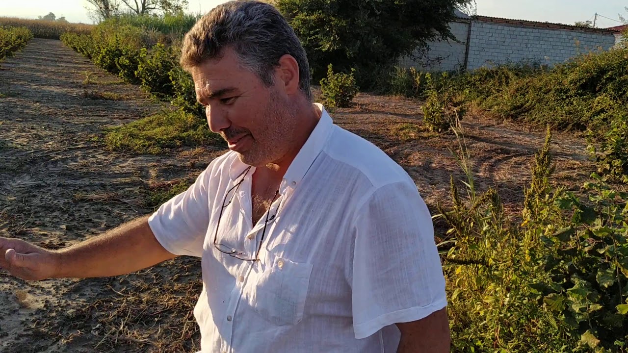 Καλλιέργεια φουντουκιων στη Δράμα