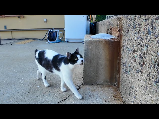 オアフ島から来た猫 On Cat Island, a cat came to see me off at the ferry! The