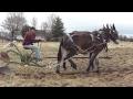 Mules Plowing Woodbury Tenn.