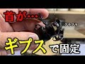 首がグラグラで羽化させてしまったクワガタをギプスで固定してみた（くろねこチャンネル）