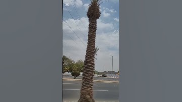 تلاوة سورة الانشقاق #ورتل_القرآن_ترتيلا #تصحيح_تلاوة #قران_كريم #سورة_الانشقاق #quran #تعليم_تجويد