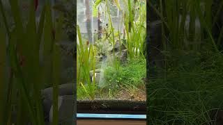 Watch those snails go man!  ￼#timelapse