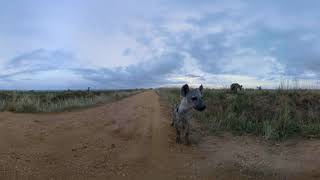Murchison Falls - Official Teaser #2 - Hyenas on the Prowl (Short 8K 3D 360 VR Video)