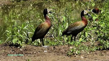 WHITE-FACED WHISTLING-DUCK (DENDROCYGNA VIDUATA), Birds of flooded regions, Pantanal