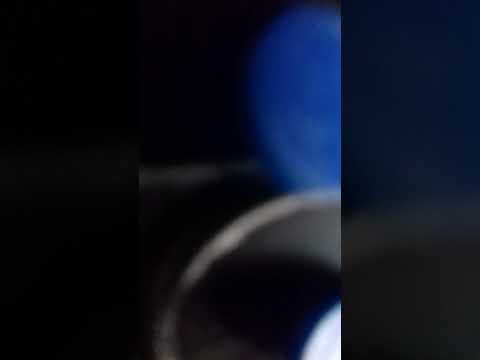 BIBI SONG COMPATIBLE MAMMALS BIBI A K A SAFI PLEASE READ DESCRIPTION MESSAGE