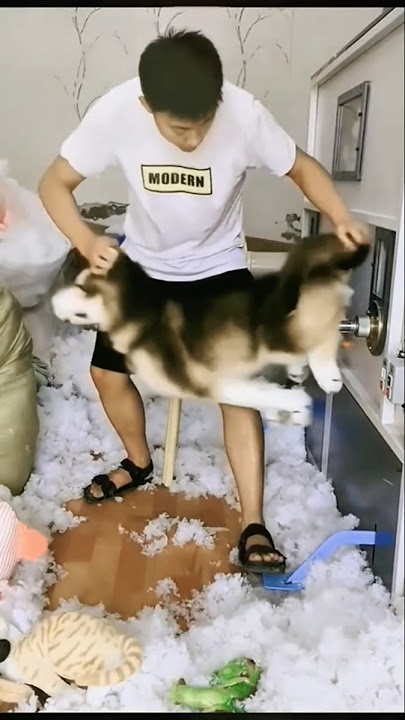 DOG FUNNY REACTION PART 3 #dog #funny #trendingshorts #doge