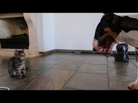 Video: Krijgen Katten Kanker En Waarom Ze Minder Aandacht Krijgen Dan Honden?