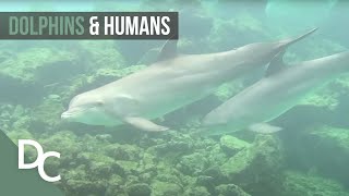 Dolphins And Humans Are More Alike Than You Think | Dolphins | Documentary Central