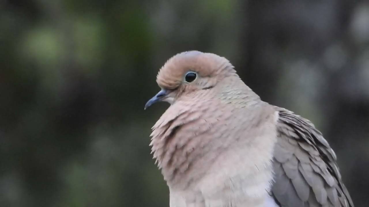 Mournful Song of Mourning Dove