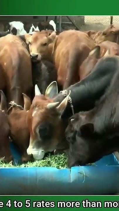 importance-of-calf-rearing-heritage